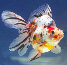 Риукин красно-белый 9-10 см